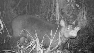 Registro de la Danta de Montaña en el norte del Huila