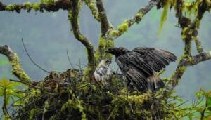 Registro de Águila real de montaña en el Huila