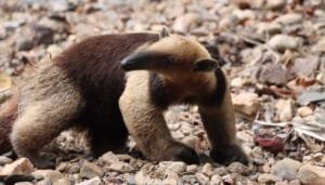 Animales silvestres, de regreso a su hábitat en el Huila