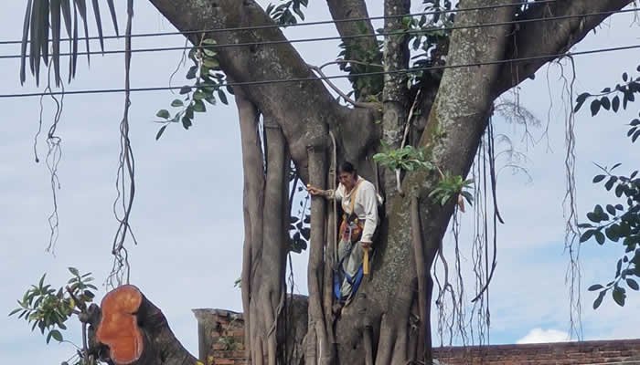 Suspendido proceso de tala de árbol en el centro de la ciudad