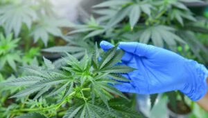 Vía libre a la venta de cannabis medicinal