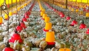 Ahora el pollo colombiano se vende en Japón