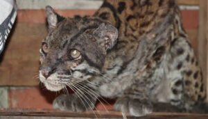 Rescatada trigrilla en carreteras del Huila