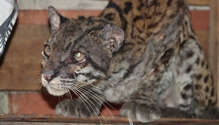 Rescatada trigrilla en carreteras del Huila