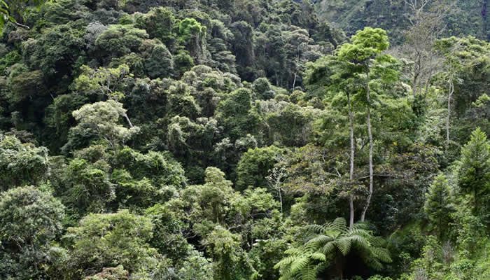 Huila, incluido en importante mecanismo de la FAO