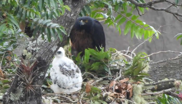 Nuevo nacimiento de Águila Real de Montaña
