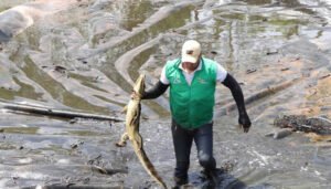 Rescatadas babillas en zona rural de Neiva