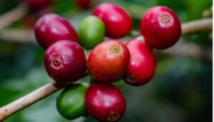 Huila, una vez más como el número uno en café