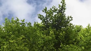 Hoja de coca seguirá entre las sustancias más peligrosas