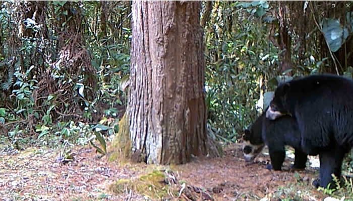 Nuevo registro de apareamiento del oro andino en el Huila