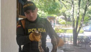 Recuperada boa en el centro de Neiva