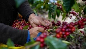 Cayó producción cafetera en 2025
