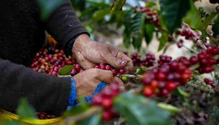 Cayó producción cafetera en 2025