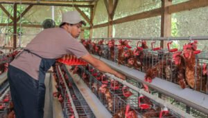 Crecimiento del sector avícola en 2025