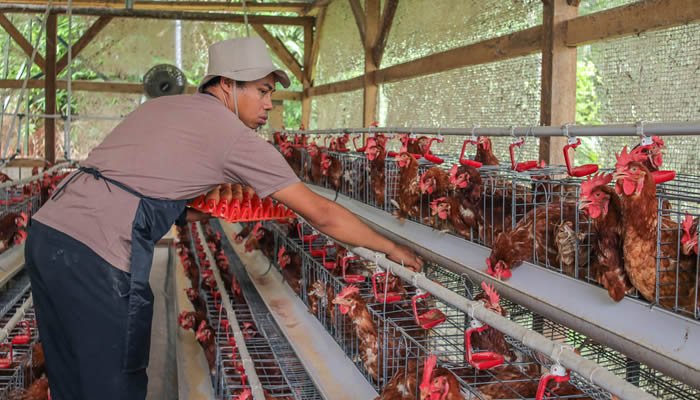 Crecimiento del sector avícola en 2025