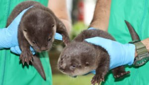 Rescatadas dos crías de nutria en el sur del Huila