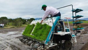 Impulso al trasplante mecanizado de arroz