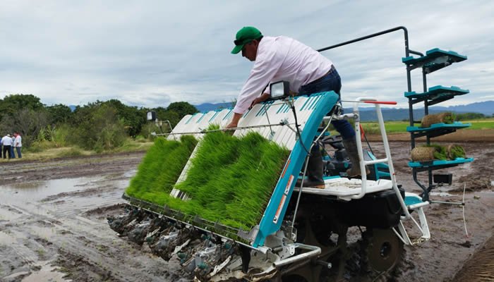 Impulso al trasplante mecanizado de arroz