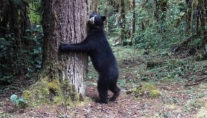 Huila y su historia de defensa del oso andino