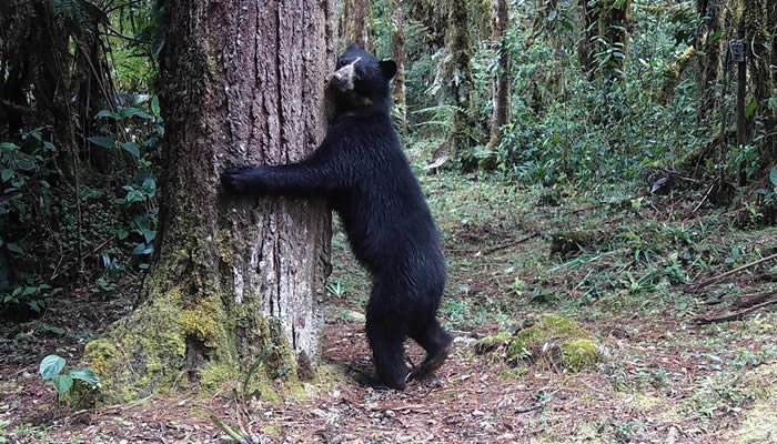 Huila y su historia de defensa del oso andino