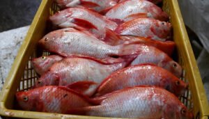 Huila, listo para atender la demanda de pescado en cuaresma