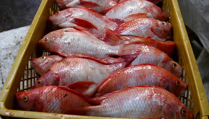 Huila, listo para atender la demanda de pescado en cuaresma