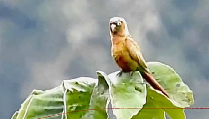 Registrada nueva ave en el Huila