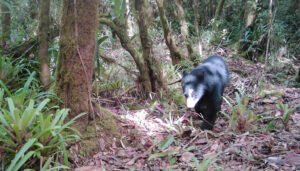 Primer registro del oso de anteojos en Colombia (Huila)