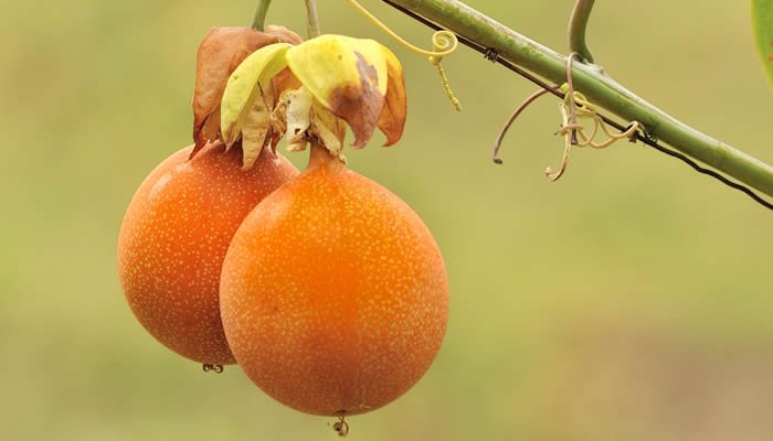 Importante evento de pasifloras será en Neiva