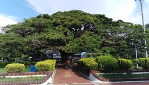 Huilenses, en busca de su árbol monumento natural