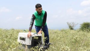 Liberados más de mil animales silvestres en el Huila