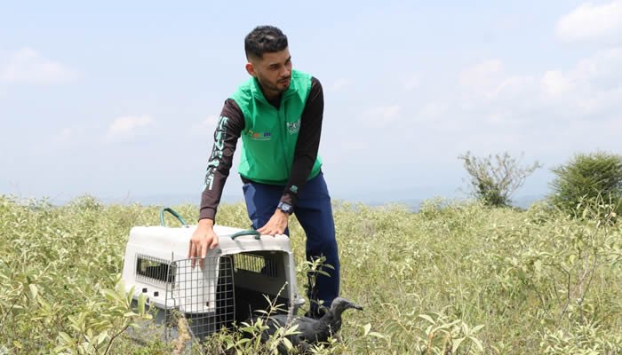 Liberados más de mil animales silvestres en el Huila