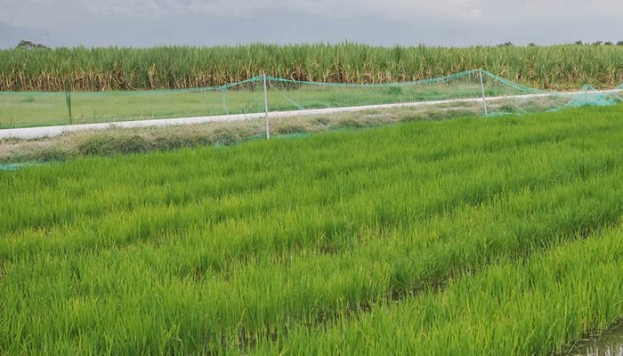 ¿Cómo va el cumplimiento de compromisos con el sector arrocero?