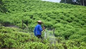 Erradicación de hojas de coca, en descenso histórico