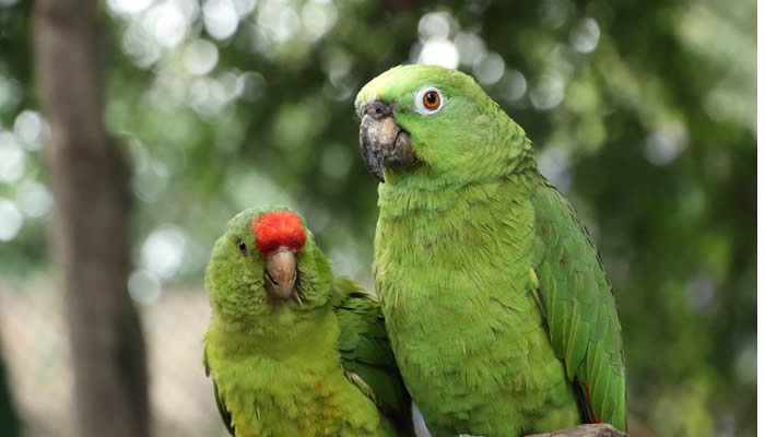 Las especies más traficadas en el Huila en Semana Santa