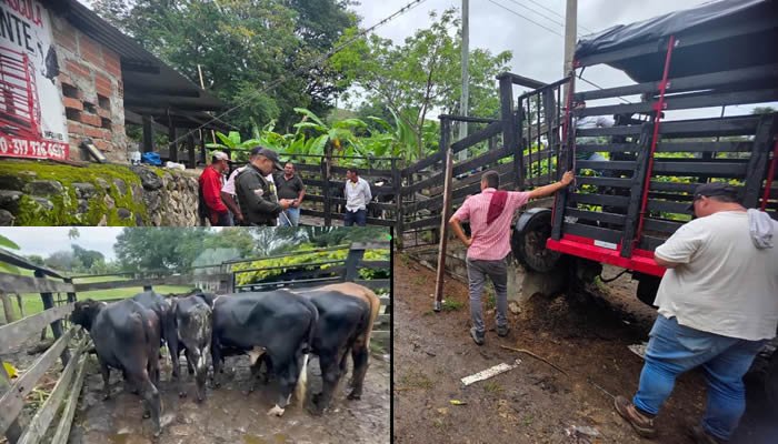 Recuperan en Algeciras 19 reses hurtadas en zona rural de Aipe