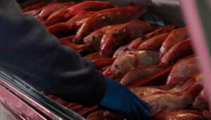 Aumentó consumo de pescado en Colombia