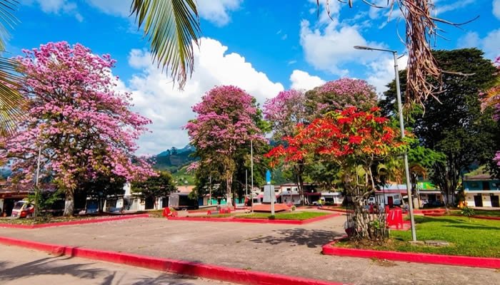 Los árboles que buscan ser Monumento Natural