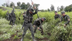 Policía superó importante meta de erradicación de cultivos