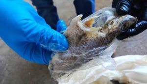 Así fueron los controles sanitarios al pescado en Semana Santa