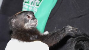 Rescatado tití amazónico en Neiva