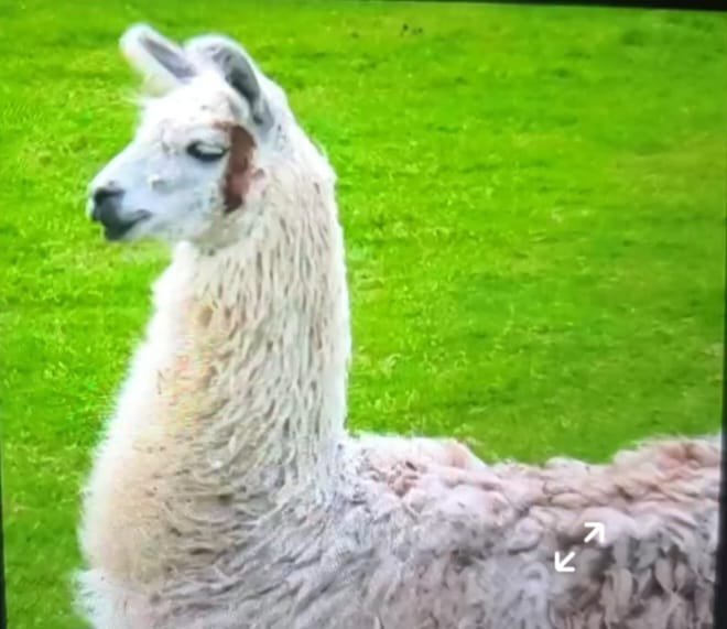Encontrada llama muerta en humedal