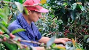 Importante apoyo para los cafeteros en pleno fenómeno del niño