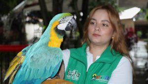 Rescatadas varias especies de fauna silvestre en el Huila