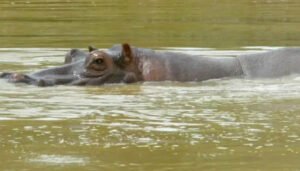 Habrá eutanasia de hipopótamos en Colombia