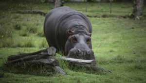 ¿Salvavidas para los hipopótamos colombianos?