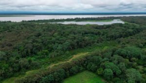 Descenso de la deforestación en la Amazonía