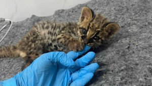 Cría de tigrillo rescatada en el sur del Huila