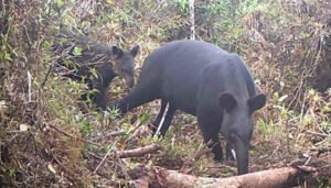 Más de 800 especies registradas en el Huila