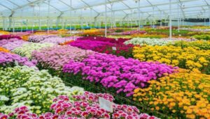 Flores colombianas, listas para el Día de la Madre